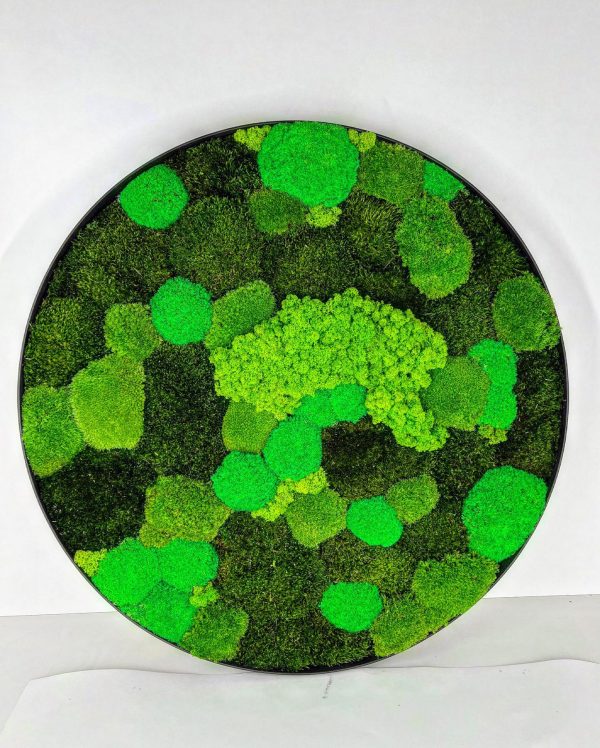Moss Art - Circle Moss Painting with mix Moss