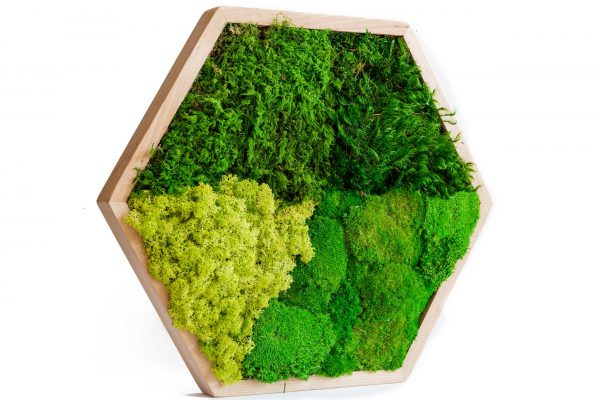 Moss Painting Hexagon with mix Moss