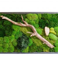 Moss Painting with Plants Wood and Tinder Fungus
