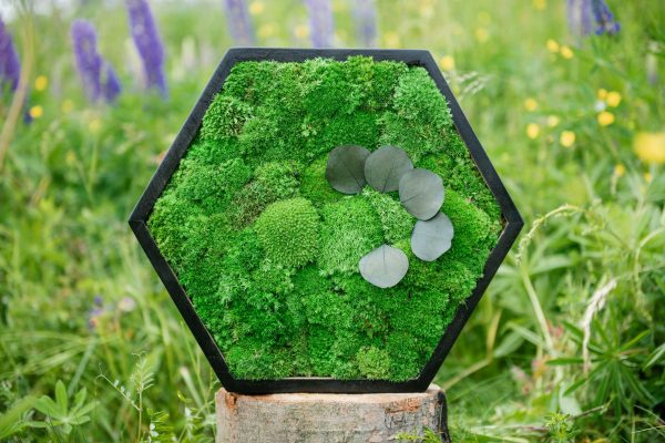 Moss Painting Hexagon with Pole moss and Plants