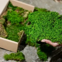 Stabilized Fern Moss | Preserved Moss | Decorative Moss
