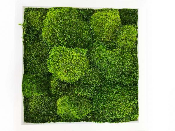 Moss Painting with Mood Moss