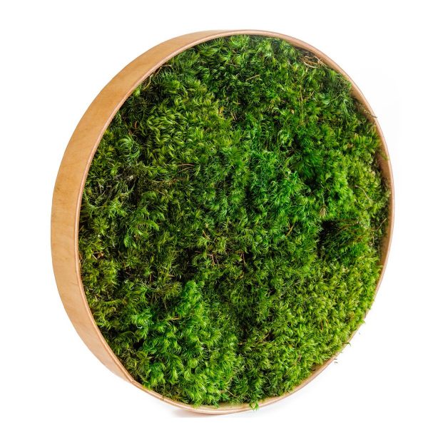 Mood Moss Painting in Frame. Moss Wall Art
