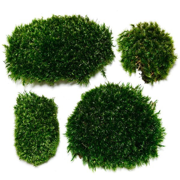 Stabilized Mood Moss | Preserved Moss | Decorative Moss | Natural moss