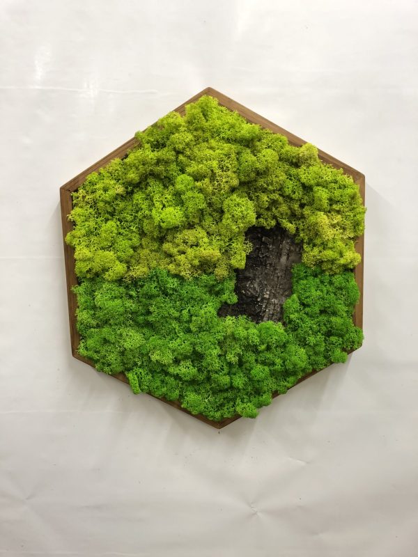 Moss Painting Hexagon with Lichen Moss аnd Tree Bark