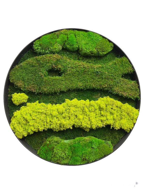Wall Moss Art Circle Painting in Frame with Mix Moss