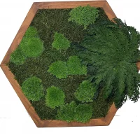 Moss Painting Hexagon with Moss and Plants