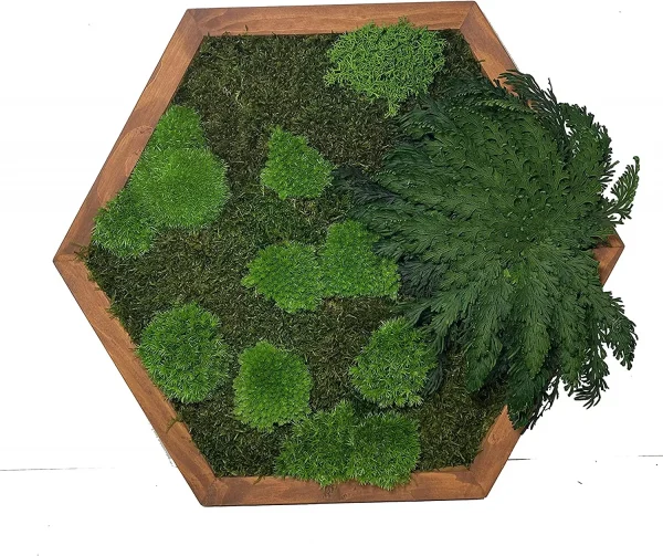 Moss Painting Hexagon with Moss and Plants