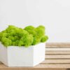 White hexagonal concrete planter filled with vibrant green reindeer moss on a wooden slatted surface.