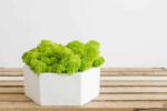 Hexagon Concrete Vase with Preserved Iceland Moss - Image 3
