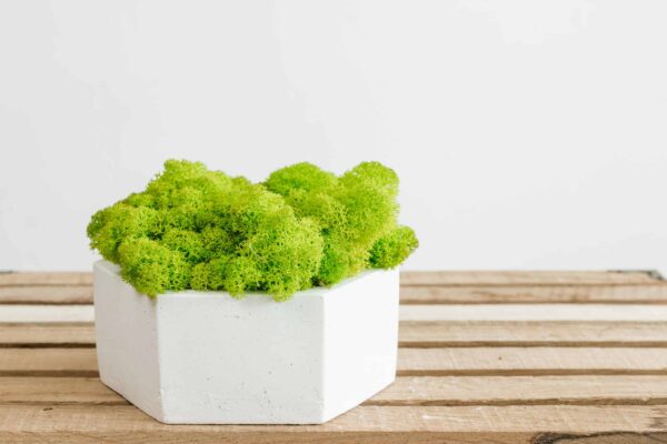 Hexagon Concrete Vase with Preserved Iceland Moss - Image 3