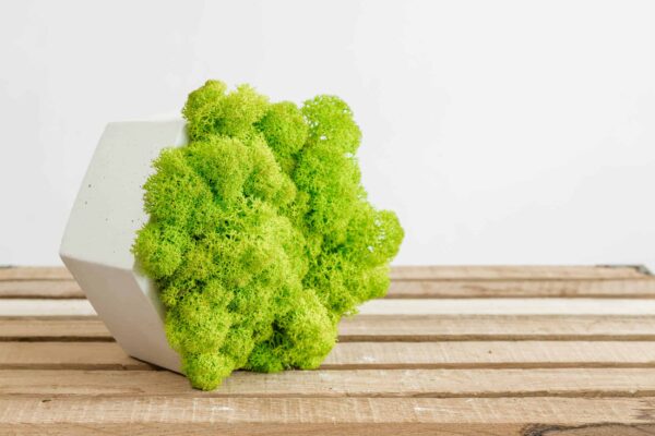 Hexagon Concrete Vase with Preserved Iceland Moss - Image 4