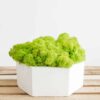 Hexagon concrete vase filled with preserved moss on a wooden surface