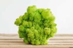 Hexagon Concrete Vase with Preserved Iceland Moss - Image 2