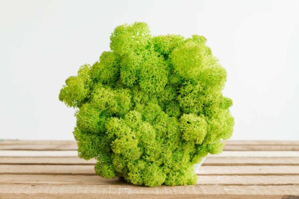 Hexagon Concrete Vase with Preserved Iceland Moss - Image 2