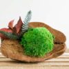 Stabilized moss and preserved botanicals set within a halved coconut shell on a wooden surface