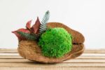 Coconut with Ball Moss and Preserved Plants