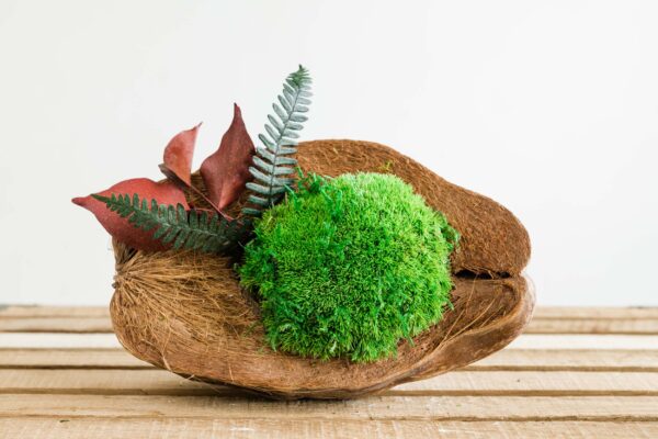 Stabilized moss and preserved botanicals set within a halved coconut shell on a wooden surface