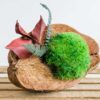 Horizontal coconut shell arrangement featuring round green ball moss, preserved red leaves, and fern sprig