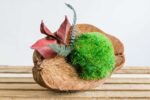 Coconut with Ball Moss and Preserved Plants - Image 5