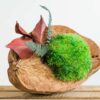 Tilted coconut shell planter featuring vibrant green ball moss, preserved fern fronds, and red accent leaves
