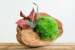 Coconut with Ball Moss and Preserved Plants - Image 2
