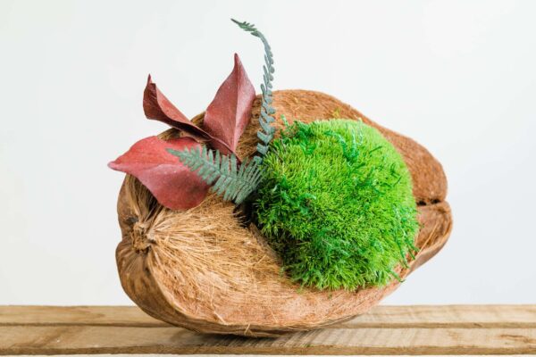 Coconut with Ball Moss and Preserved Plants - Image 2