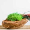 Side view of textured coconut husk filled with lush green ball moss, preserved fern, and red foliage