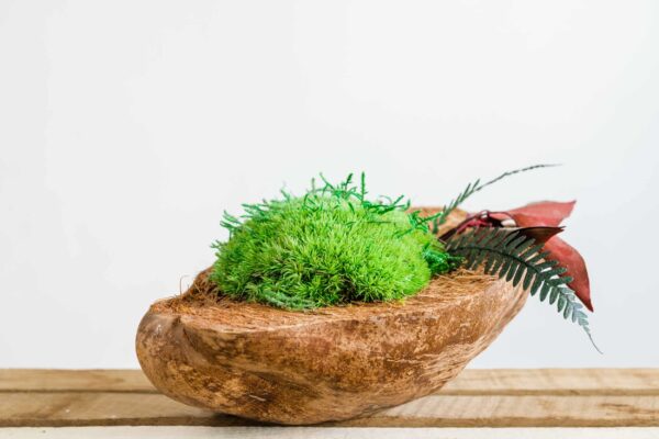 Coconut with Ball Moss and Preserved Plants - Image 3