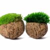 Two natural coconut shell centerpieces filled with preserved moss.