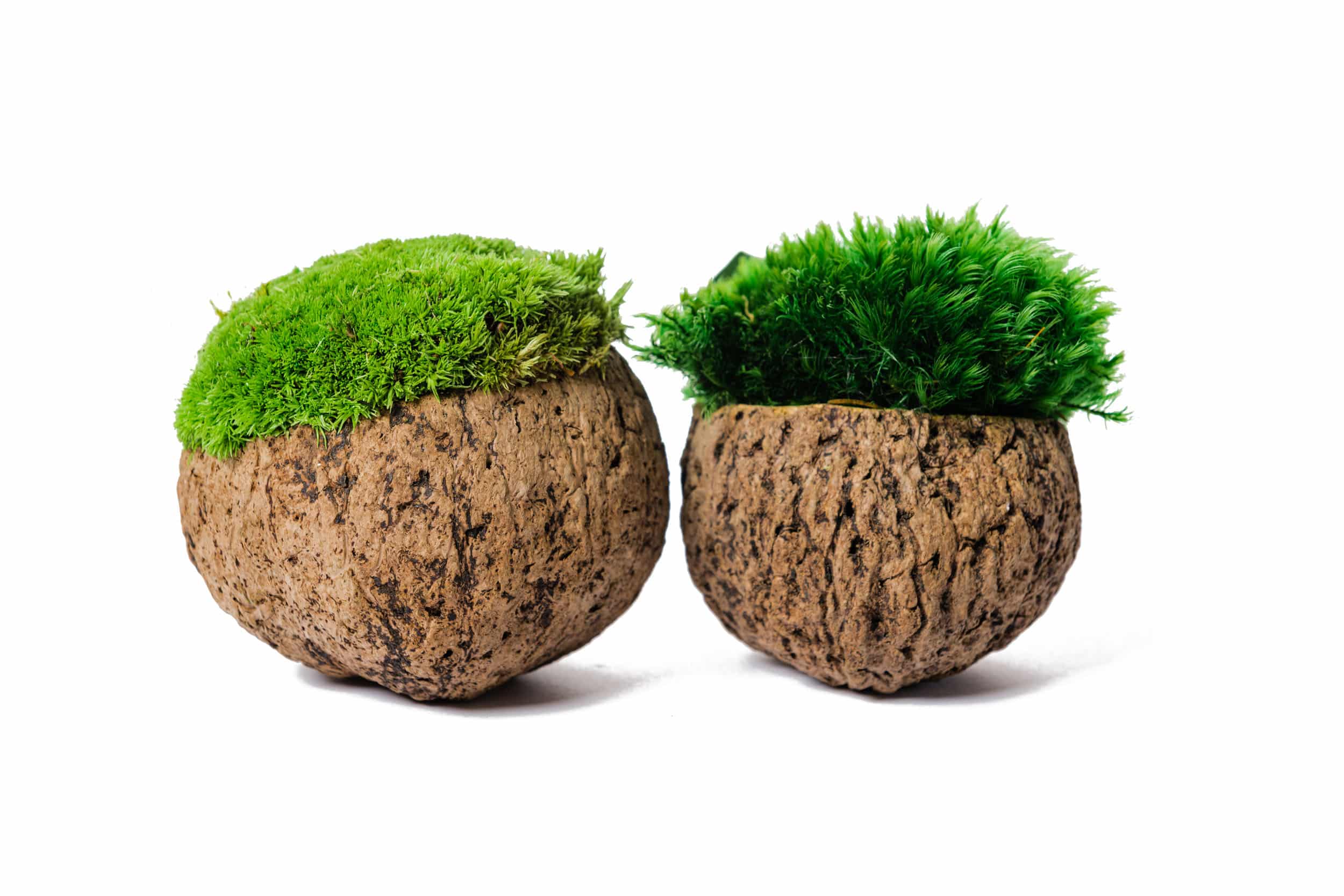 1-13.jpg Coconut with Ball Moss and Provence Moss - Image 1