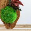 Natural coconut husk planter with vibrant green ball moss and preserved foliage on a wooden surface