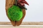 Coconut with Ball Moss and Preserved Plants - Image 4