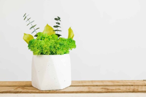 Concrete Vase with Moss and Plants - Image 2
