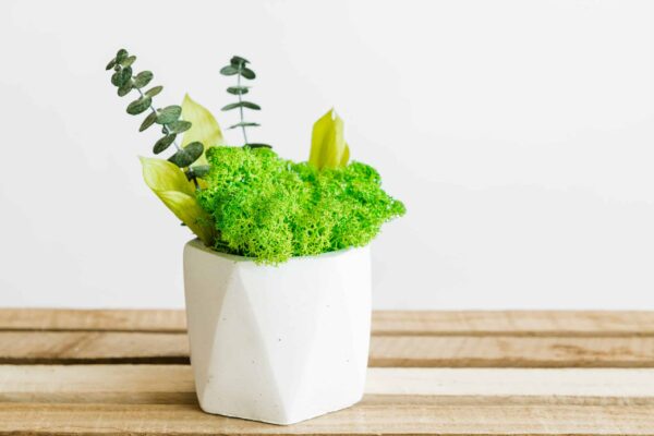 Concrete Vase with Moss and Plants - Image 3