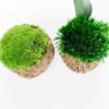 Top-down view of two coconut shells filled with light green ball moss and deep green provence moss.