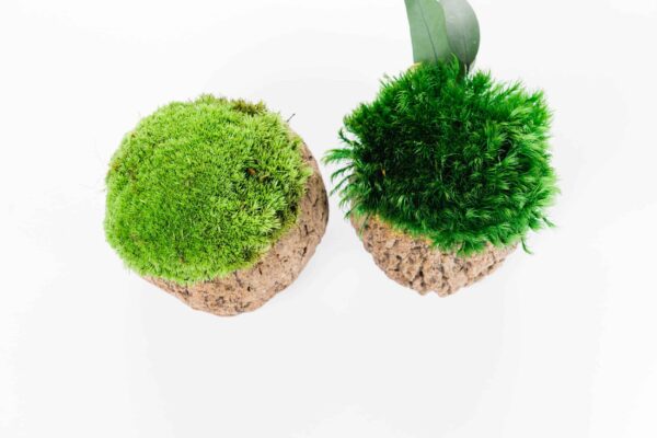 Coconut with Ball Moss and Provence Moss - Image 4