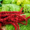 Close-up of vibrant red preserved amaranth resting on textured green moss and foliage in a wooden bowl arrangement.