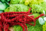 Wooden Bowl 30 cm with Reindeer Moss, Cushion Moss and Plants - Image 5