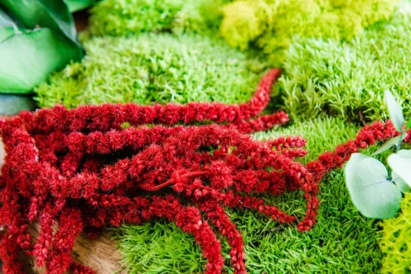 Wooden Bowl 30 cm with Reindeer Moss, Cushion Moss and Plants - Image 5