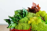 Wooden Bowl 30 cm with Reindeer Moss, Cushion Moss and Plants - Image 3