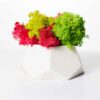 Polygon concrete vase with preserved moss centerpiece on a white background.