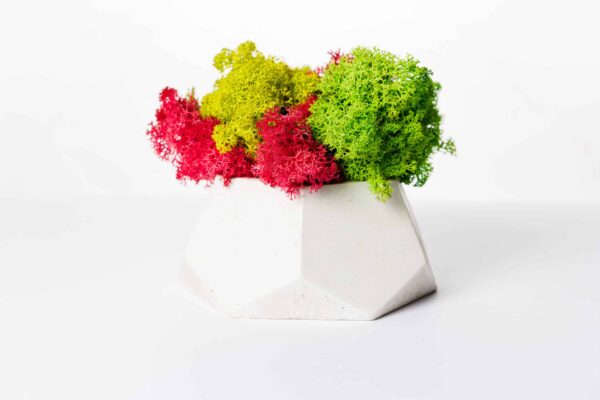 Polygon concrete vase with preserved moss centerpiece on a white background.