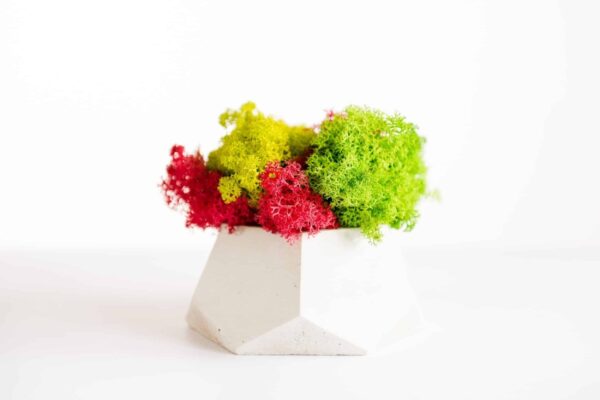 Polygon Concrete Vase with Preserved Reindeer Moss - Image 3