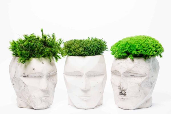 3D Concrete Vase with Reindeer Moss Provence and Cushion Moss - Image 5