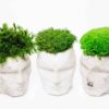 Three white concrete face planters topped with green ball and reindeer moss, seen from a high angle.
