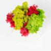 Top-down view of red, yellow-green, and green preserved reindeer moss inside a geometric concrete vase.