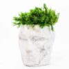 White marbled concrete head vase filled with green moss on a white background