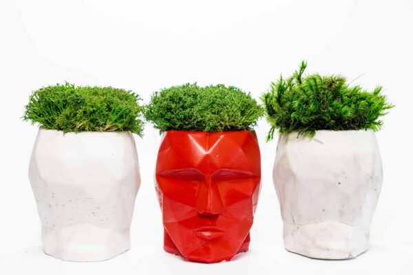 Concrete 3D Vase with Preserved Reindeer Moss and Plants - Image 5