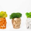 Geometric skull concrete vases filled with reindeer moss on a white background